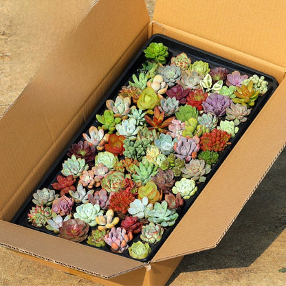 Succulent plants