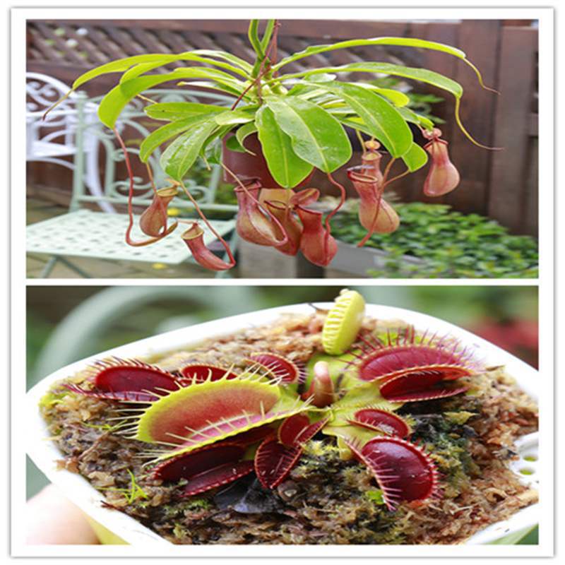 Carnivorous Potted Plants with Self Watering Basin