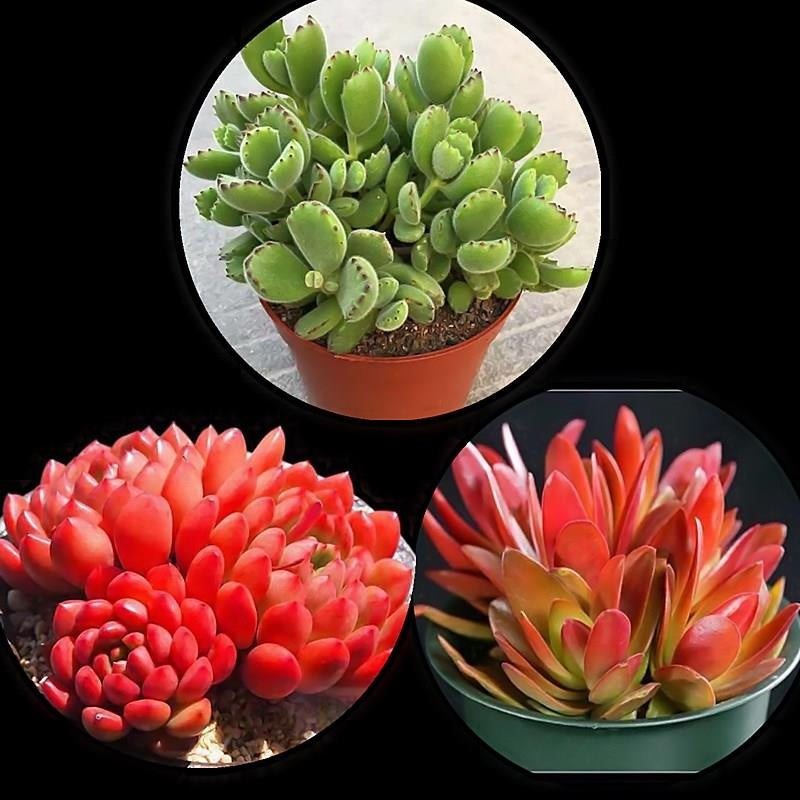 Jade Dew & Money String Succulent Collection