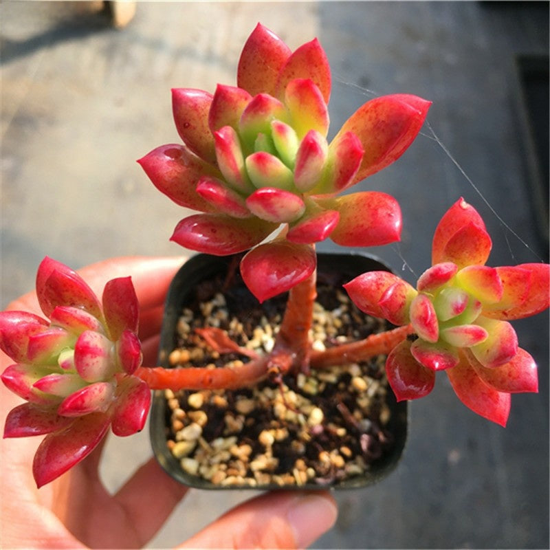 Succulent Potted Plants Set Indoor Decoration