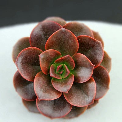 Rainbow Succulent Variety Collection