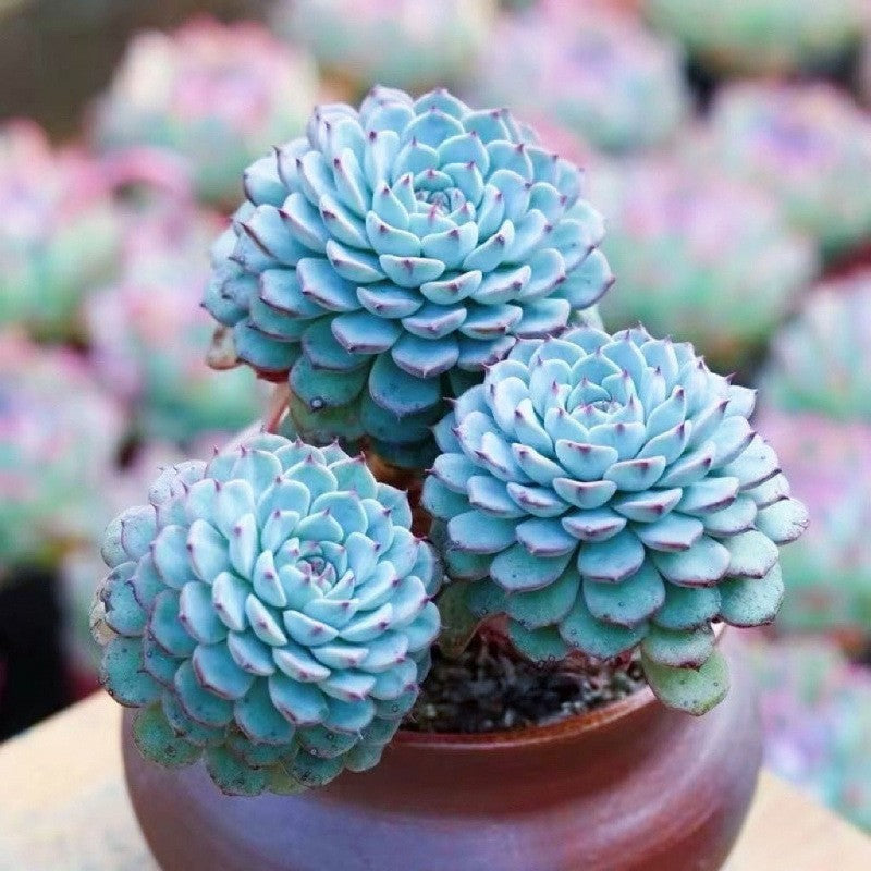 Blue Cluster Succulent Plant (Lan Jilian)