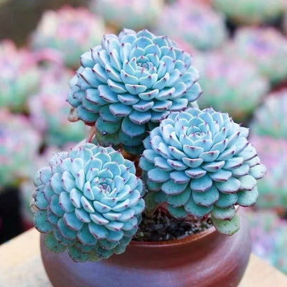 Blue Cluster Succulent Plant (Lan Jilian)
