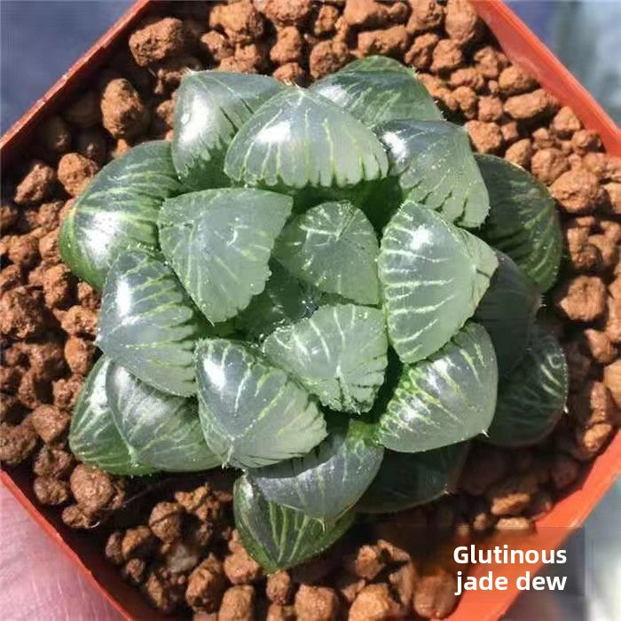 Succulent plants