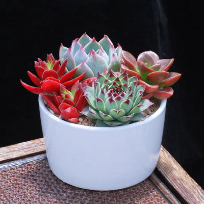 Succulent Potted Plants Set