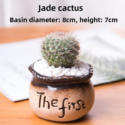Succulent Potted Plants with Decorative Pots