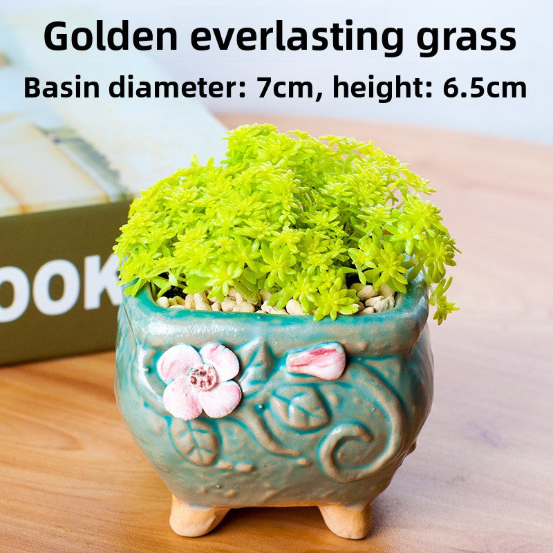 Succulent Potted Plants with Decorative Pots