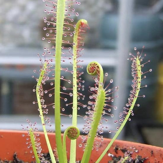Carnivorous Plants Variety Collection