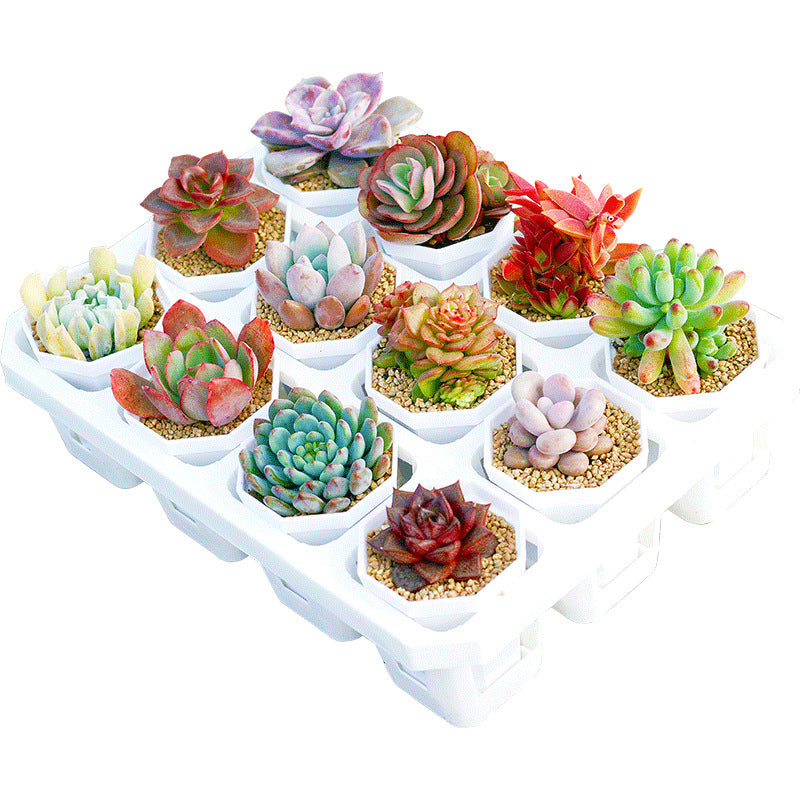 Succulent Plants with Pots DIY Gift Set