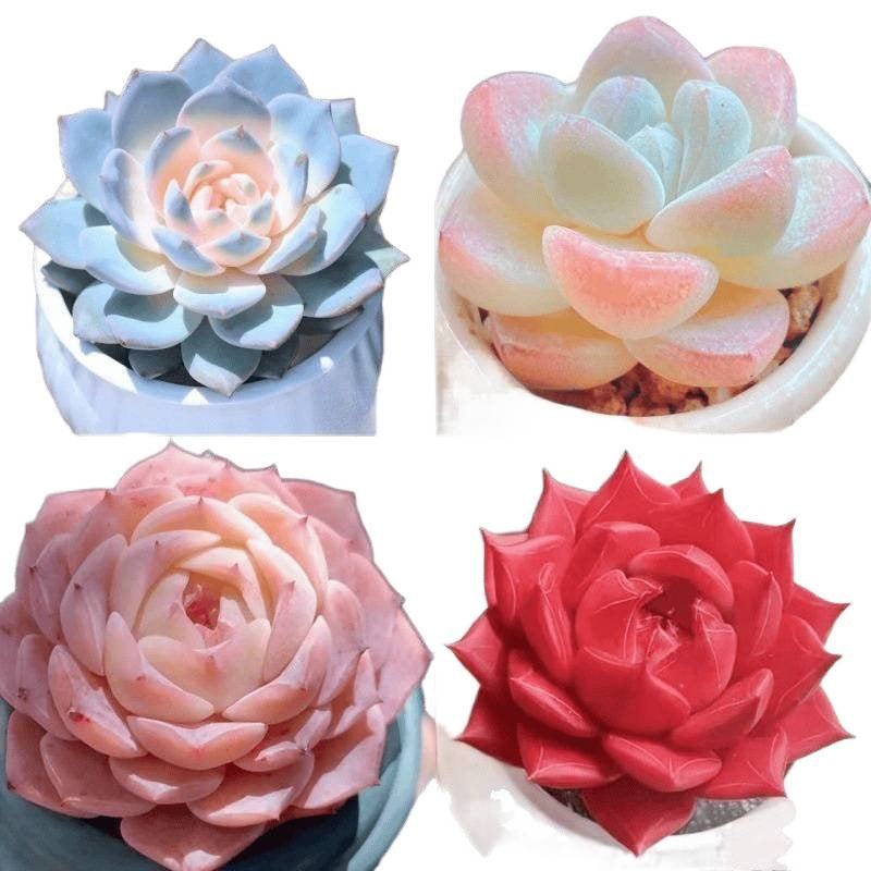 Succulent Plant Potted Combination with Red Dragonfly Design