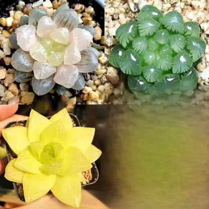 Succulent plants