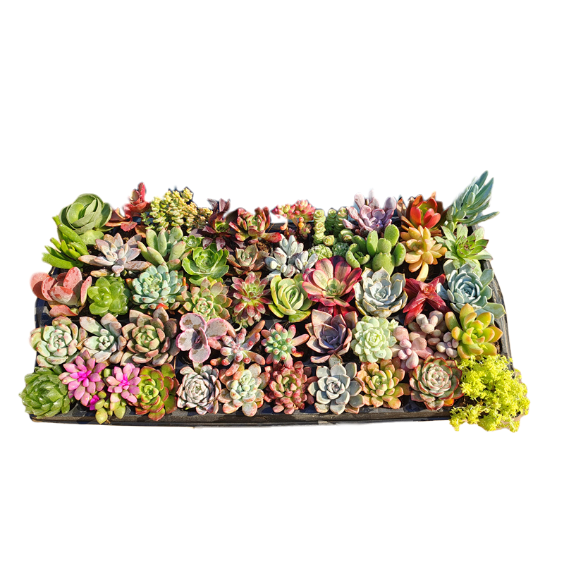 Jade Dew & Money String Succulent Collection
