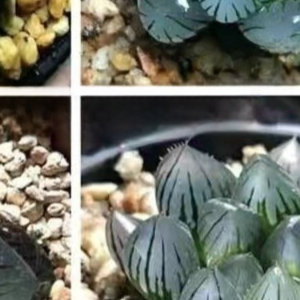 Succulent plants