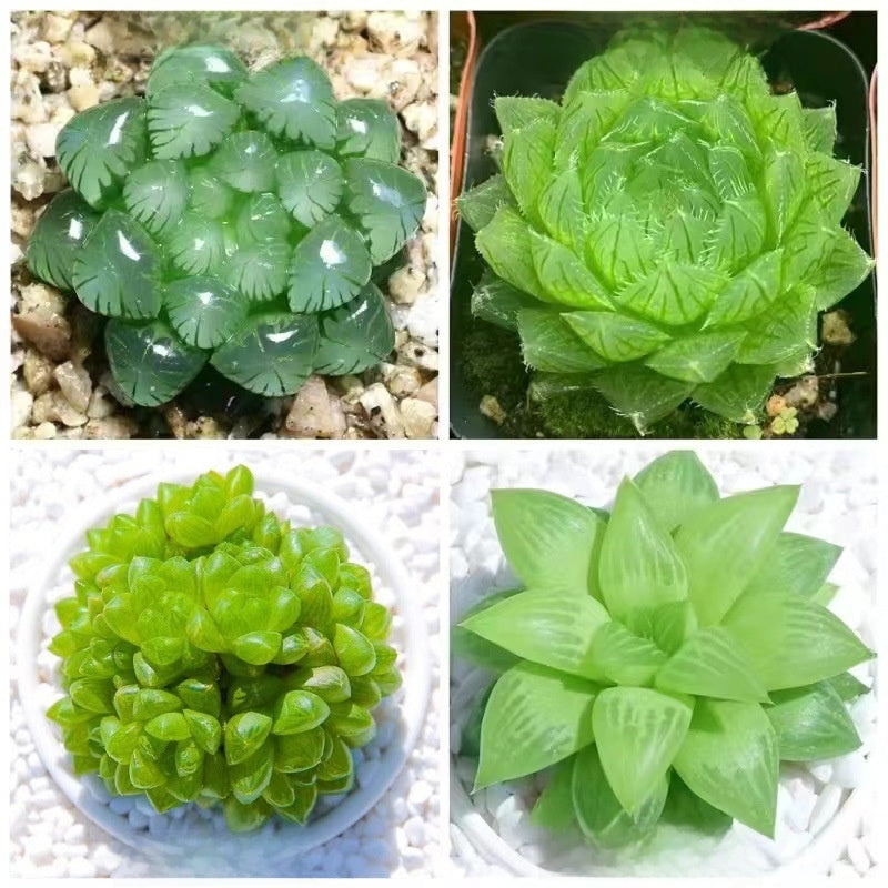 Succulent plants