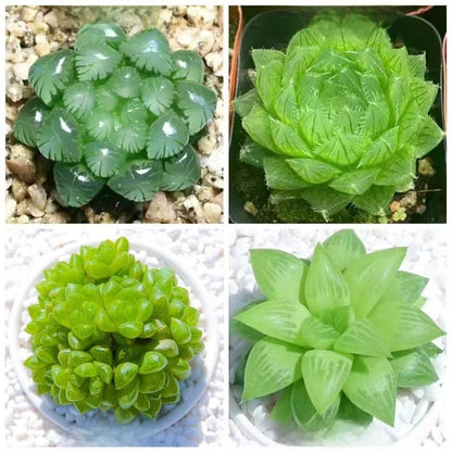 Succulent plants