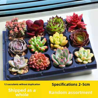 Succulent plants