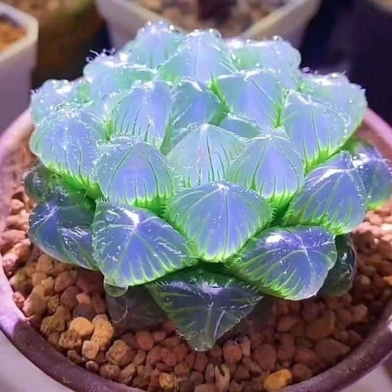 Jade Dew Succulent Variety Pack