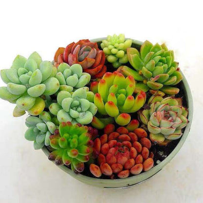 Jade Dew & Money String Succulent Collection