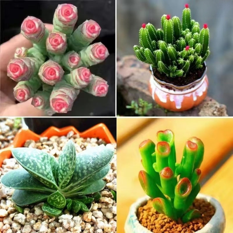 Succulent Plant Potted Combination with Red Dragonfly Design