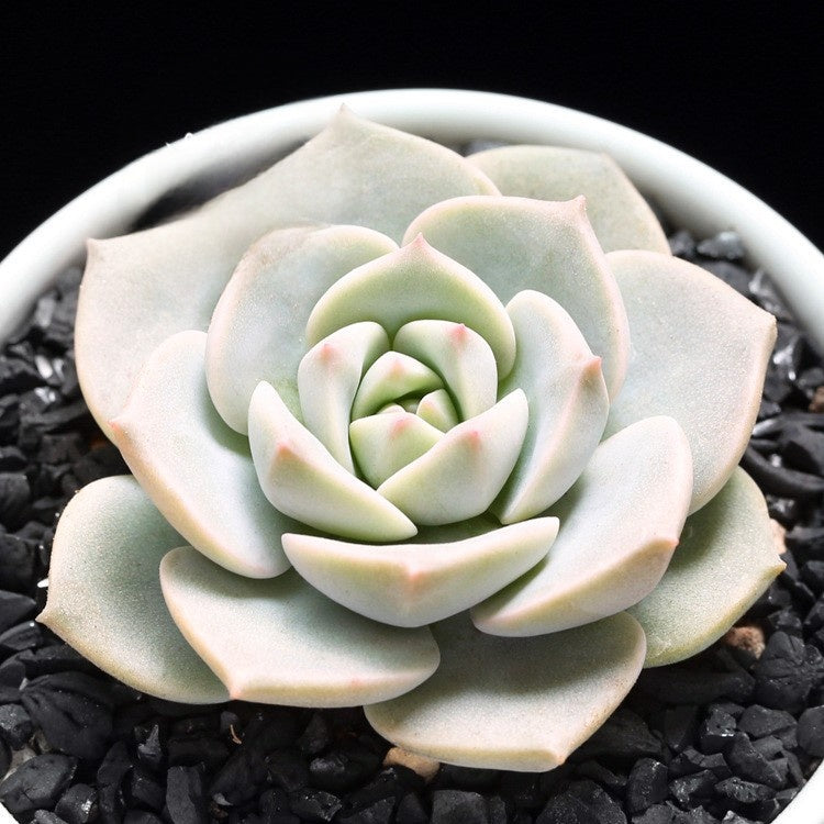 Succulent Plants with Pot and Soil