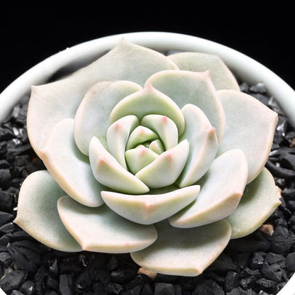 Succulent Plants with Pot and Soil