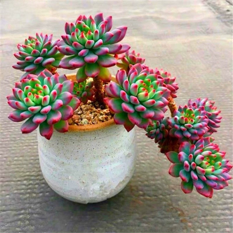 Succulent Potted Plants Set Indoor Decoration
