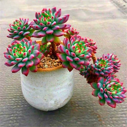 Succulent Potted Plants Set Indoor Decoration