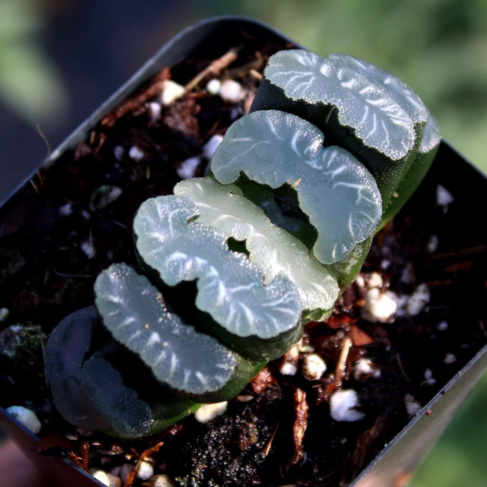 Jade Fan Succulent Plant Large Mother