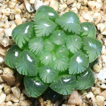 Succulent plants