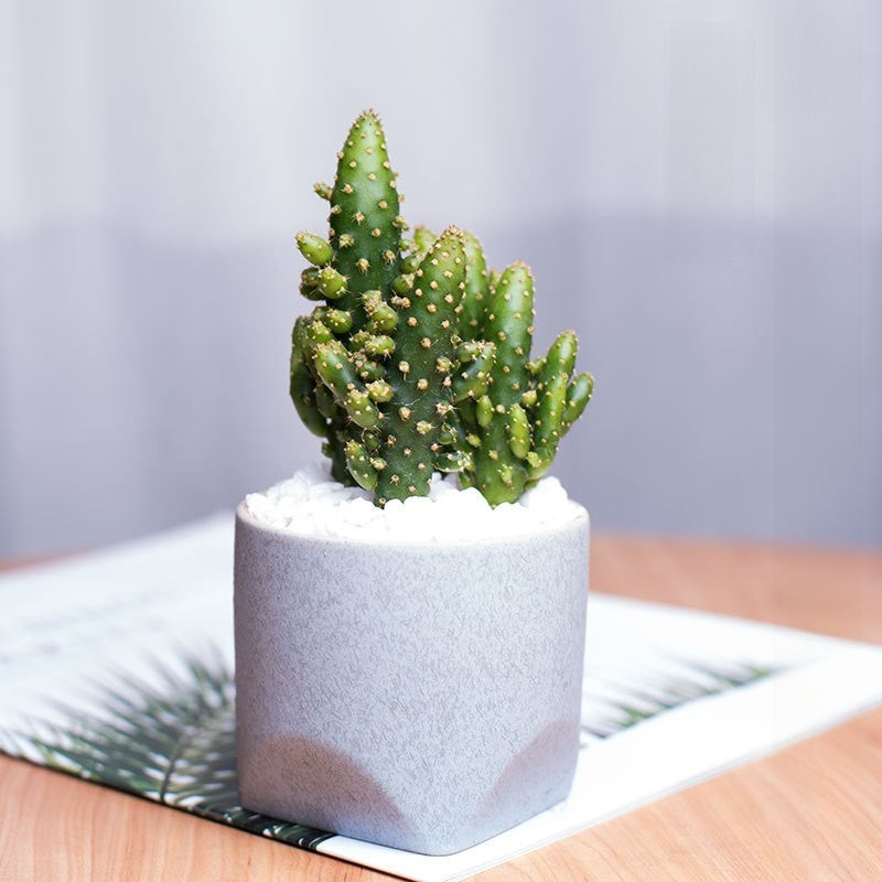 Succulent Potted Plants with Decorative Pots