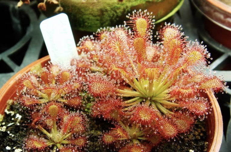 Carnivorous Plants Variety Collection