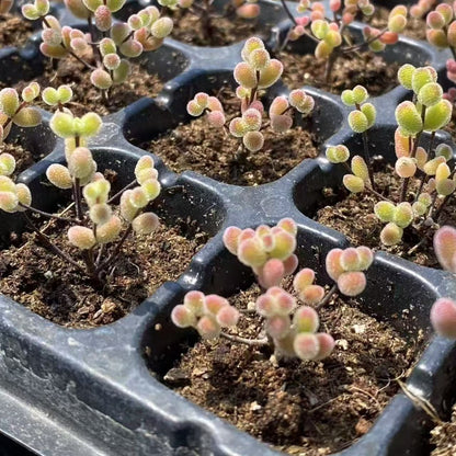 Mini Succulent Plants for Desktop Decoration