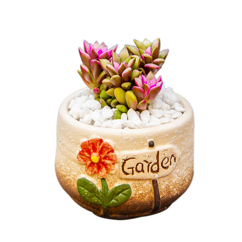 Succulent Potted Plants with Decorative Pots