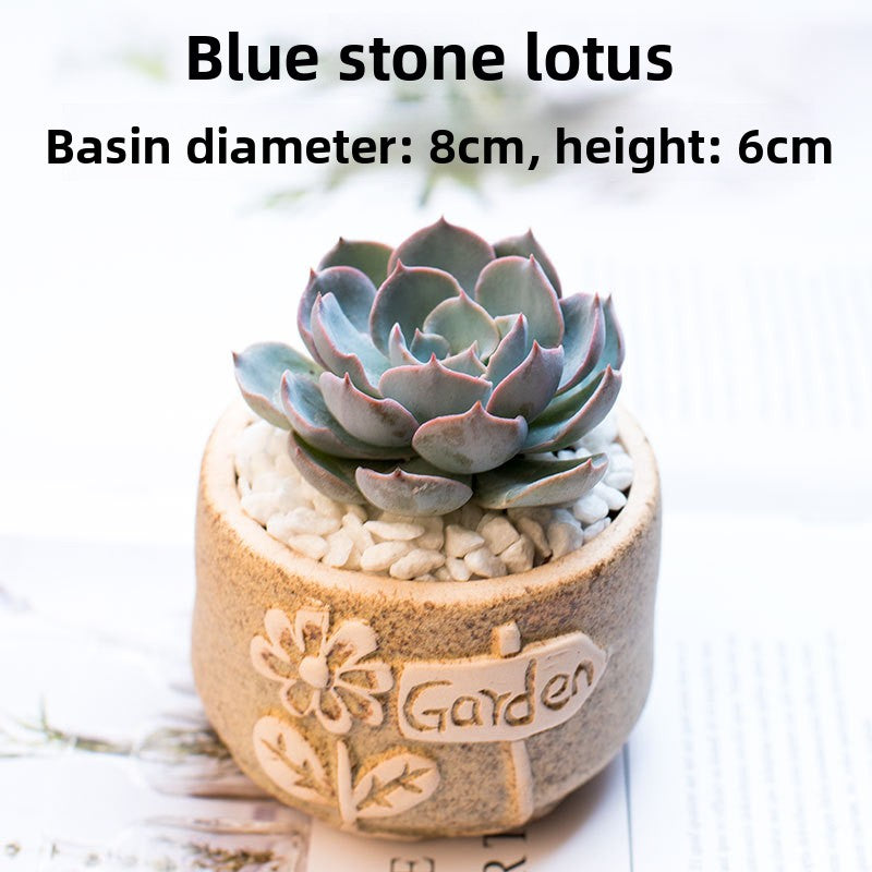 Succulent Potted Plants with Decorative Pots