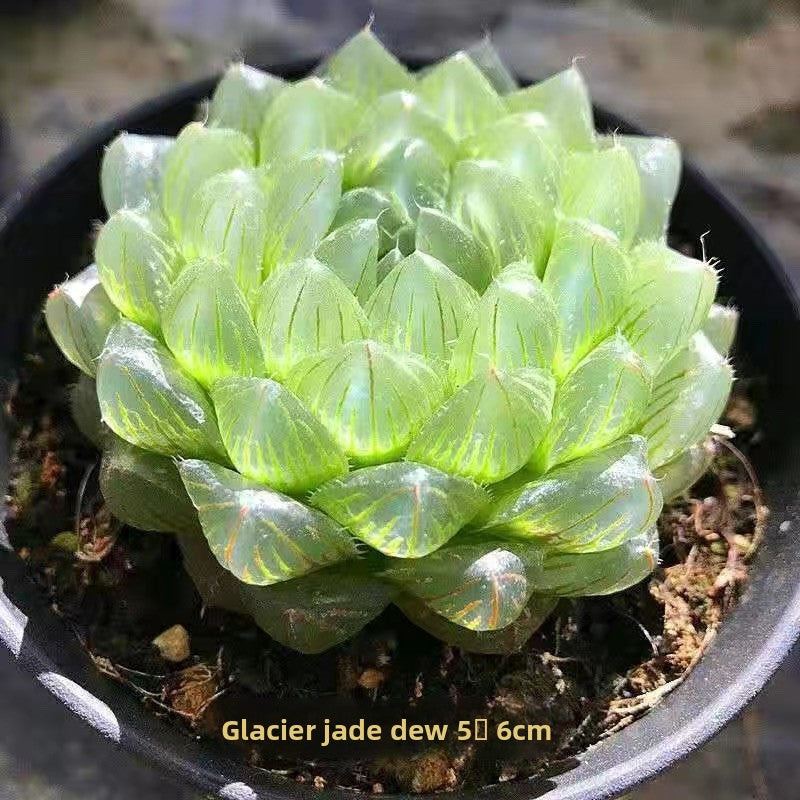 Succulent plants