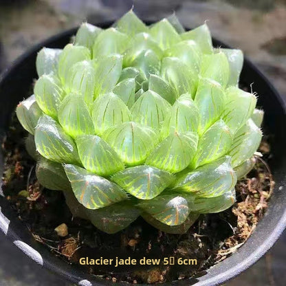 Succulent plants