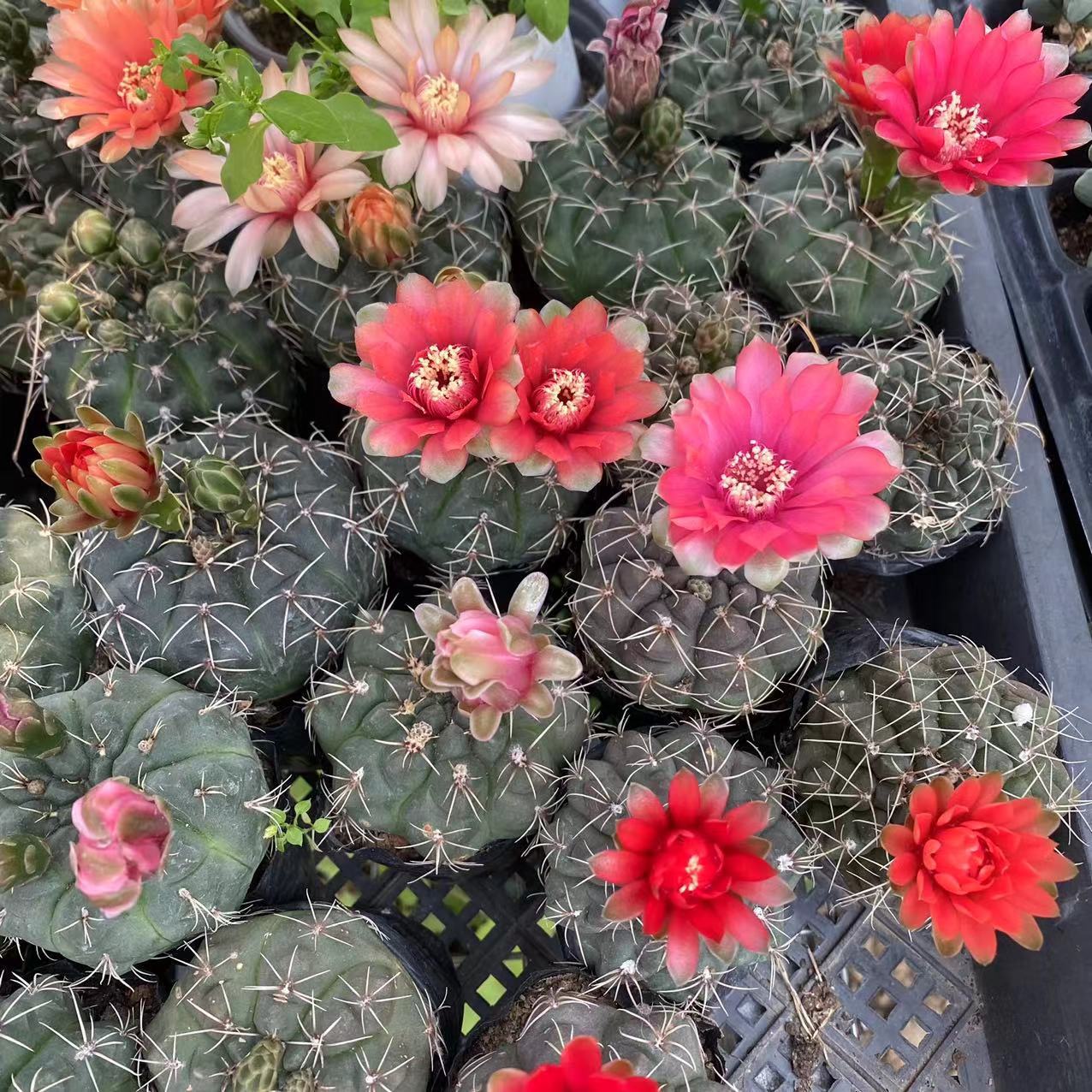 Feihua Jade Bulb Cactus