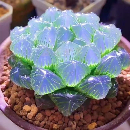 Premium Blue Mirror Jade Succulent Plant in Pot