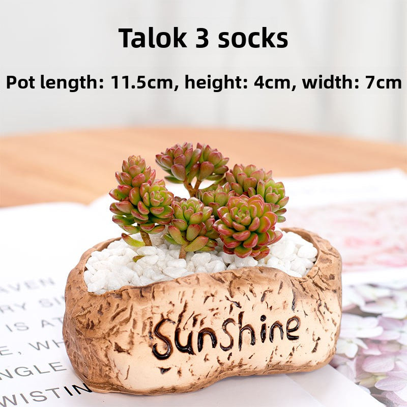 Succulent Potted Plants with Decorative Pots