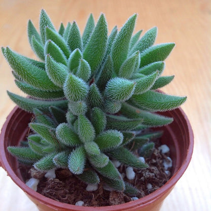 Succulent Potted Plants Set Indoor Decoration