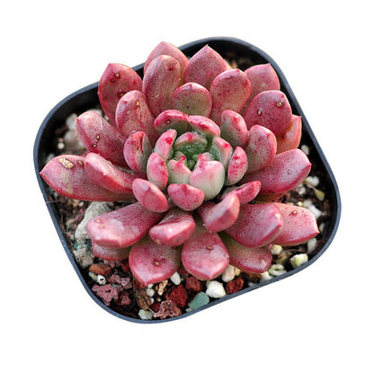 Succulent Plants with Pot and Soil