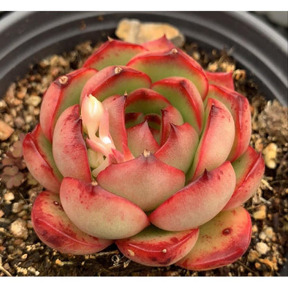 Succulent Potted Plants Set Indoor Decoration
