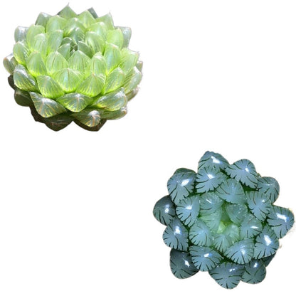 Succulent plants