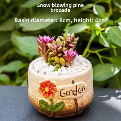 Succulent Potted Plants with Decorative Pots