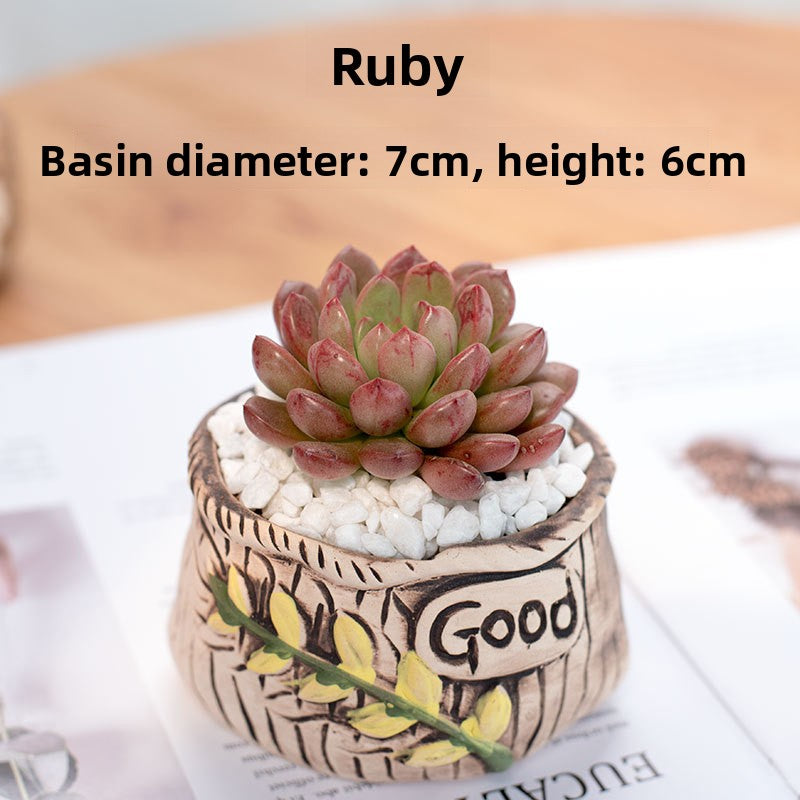 Succulent Potted Plants with Decorative Pots