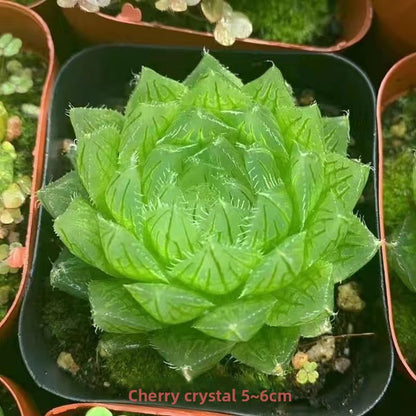 Succulent plants