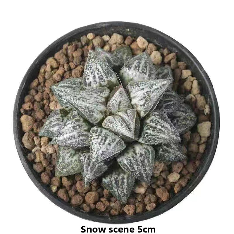 Succulent plants