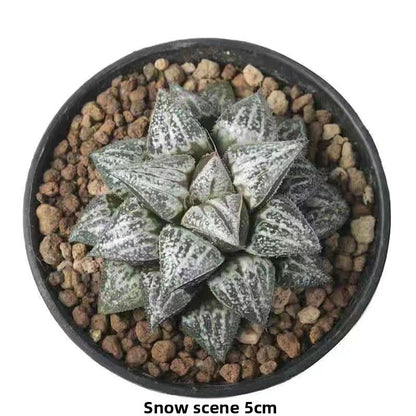Succulent plants