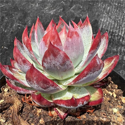 Rare Cylindrical Succulent Cactus
