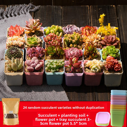 Succulent plants